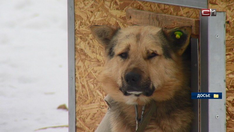    Каким будет городской приют для животных, обсудили депутаты и мэрия Сургута