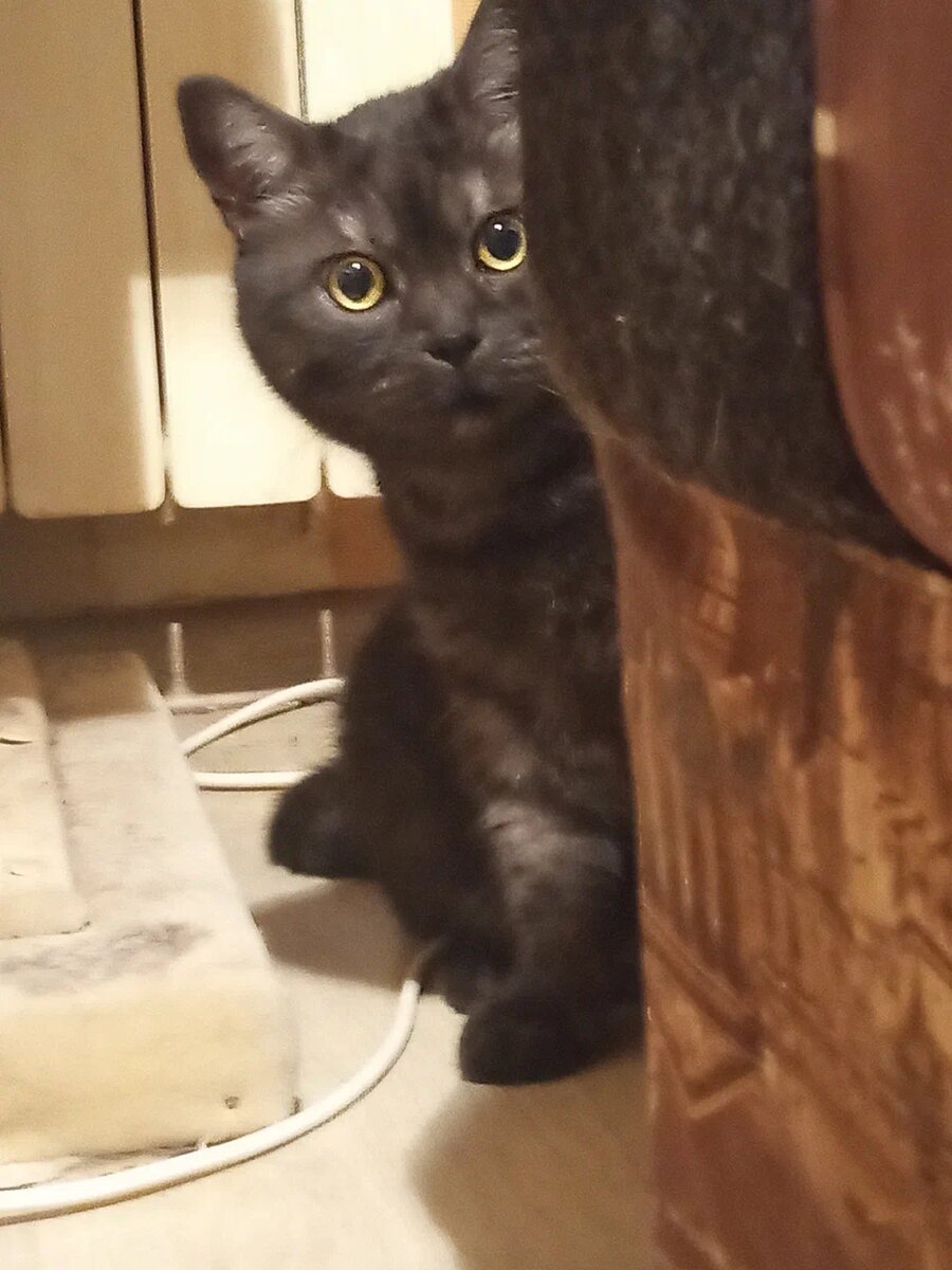 Какая-то круглая прибамбасина жужжит и ездит по ЕГО квартире!