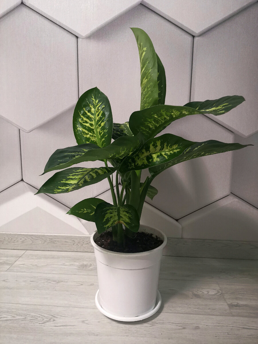 Большая, яркая, мощная, неприхотливая. Всё, как я люблю) Муж дарил со словами "Я тебе твой лопух принёс" 🤣😚