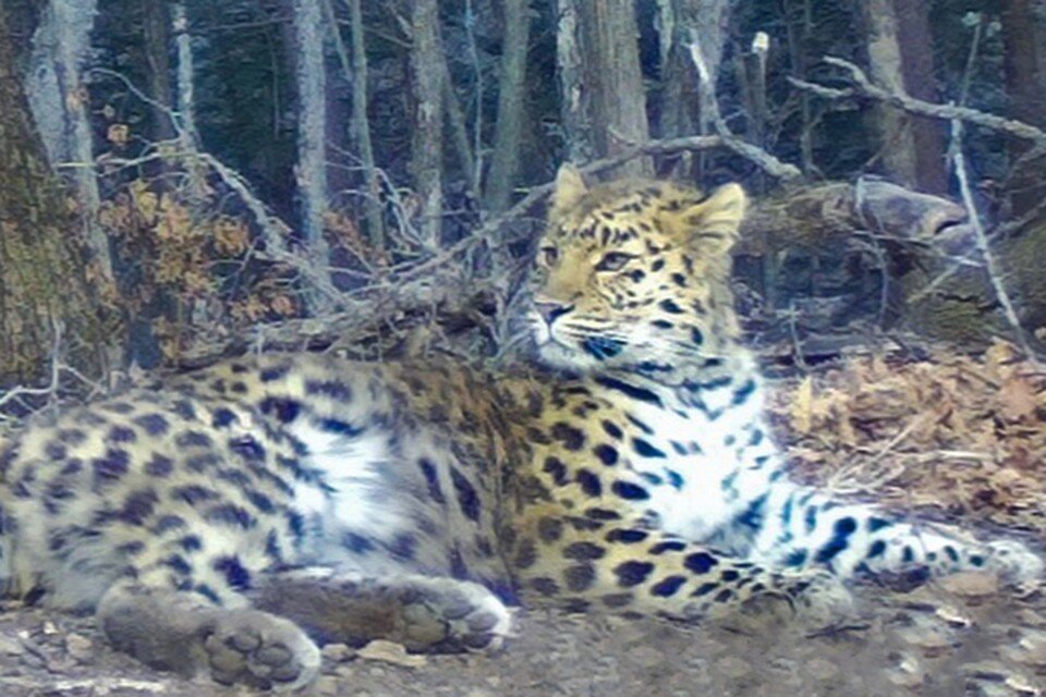     Редкая кошка живет недалеко от старейшего на Дальнем Востоке заповедника «Кедровая падь».  ФГБУ «Земля леопарда»