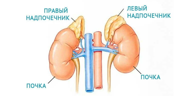 Надпочечники и почки.