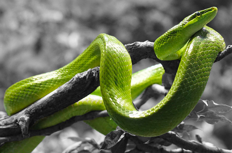 Фото: Pixabay