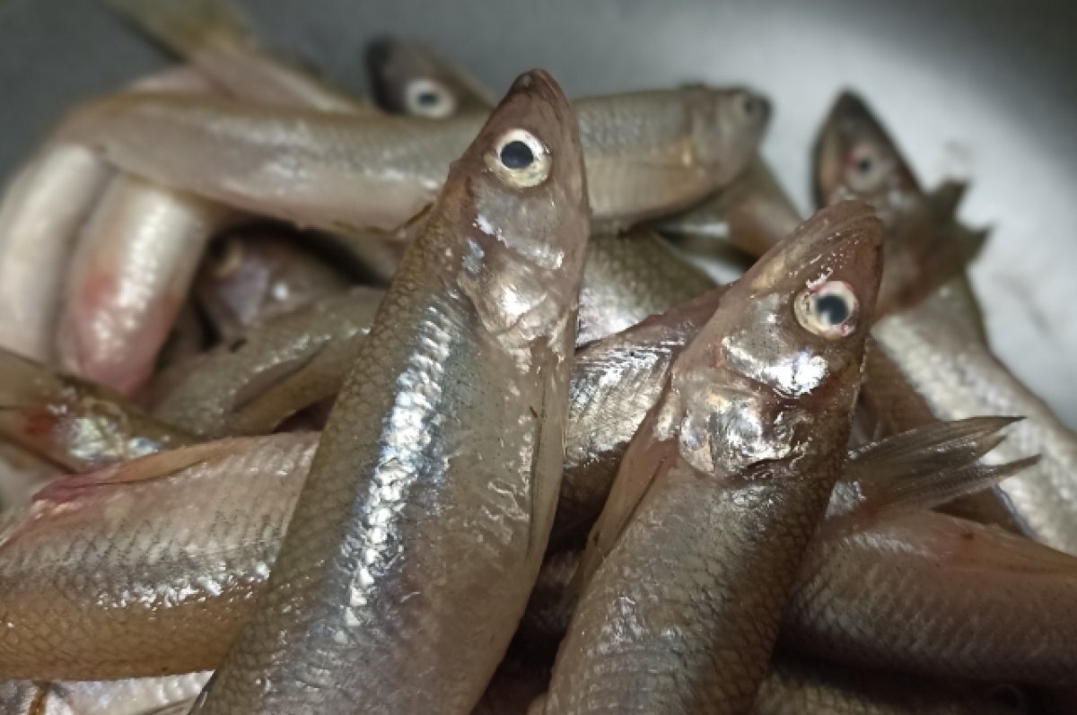    С 1 апреля на время нереста ограничат рыбалку в Нижегородской области