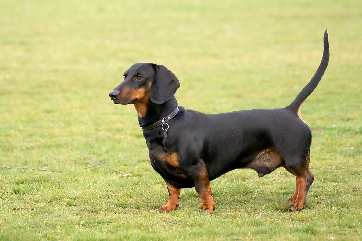 Фото из поисковой системы Яндекс