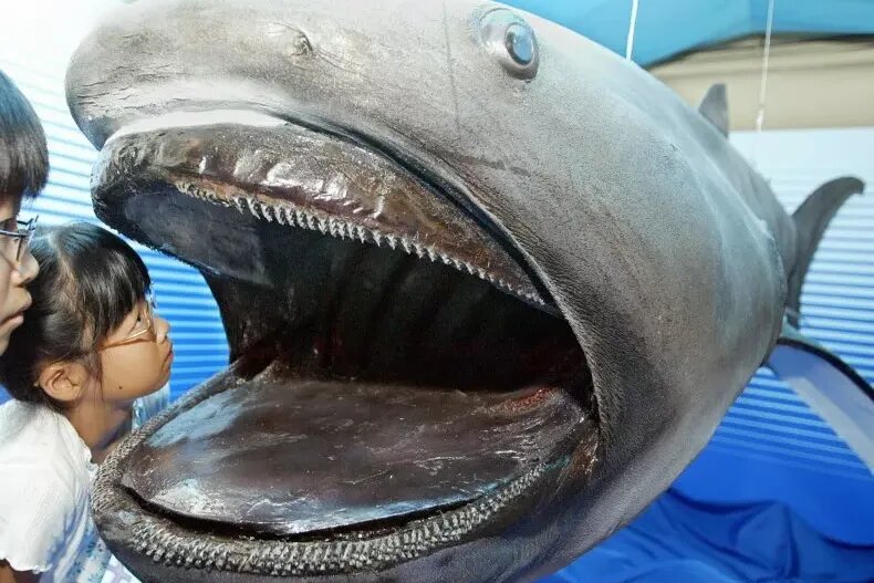     Две редчайшие большеротые акулы впервые попали в объектив камеры