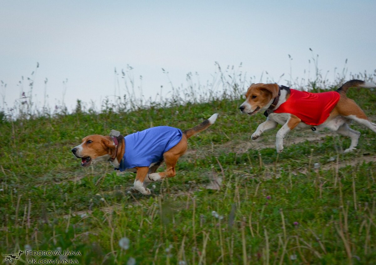 курсинг для собак в нижнем новгороде