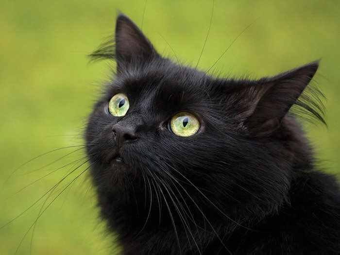 Чёрный кот: мифы и реальность | О котах | Дзен