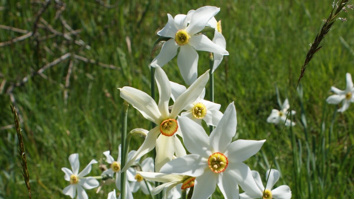    Как спасти нарциссы в домашних условиях