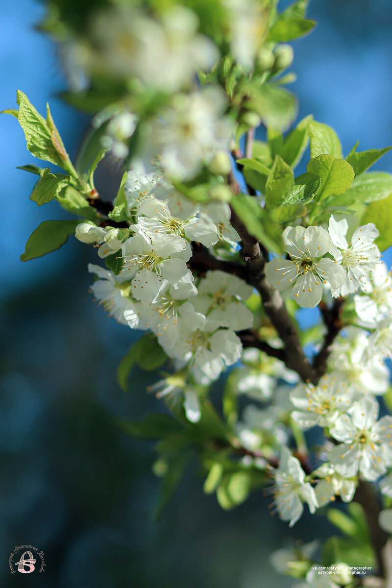 Весеннее цветение яблони 🌼 
Снято: 30.05.2020 года 
Фотограф: Анастасия Белякова