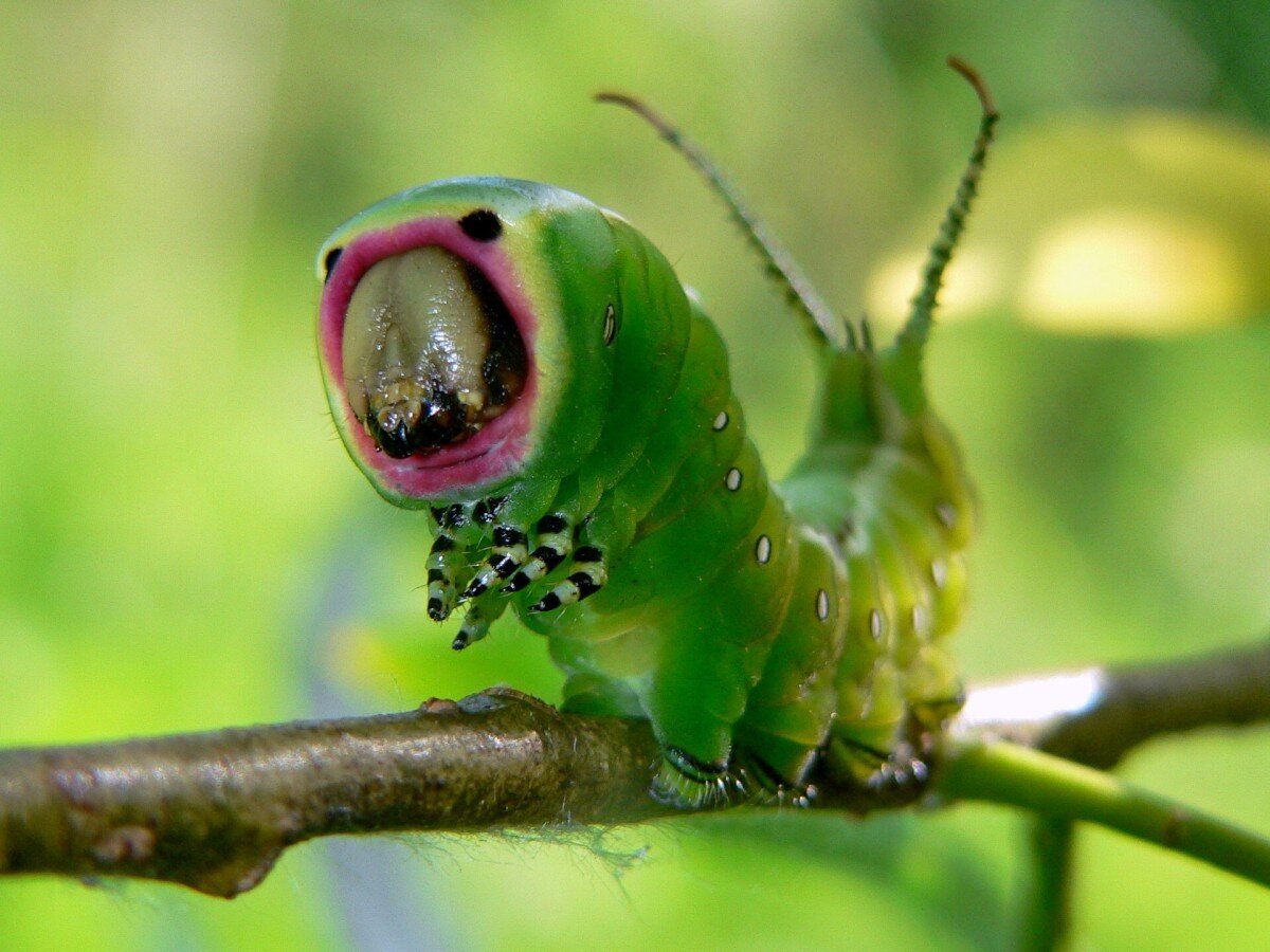    Робот-гусеница может протискиваться в любые щели [ВИДЕО]