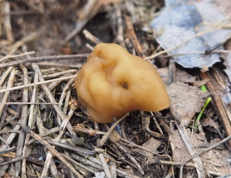 Будущий гигантский строчок (Gyromitra gigas).  Фото автора. 