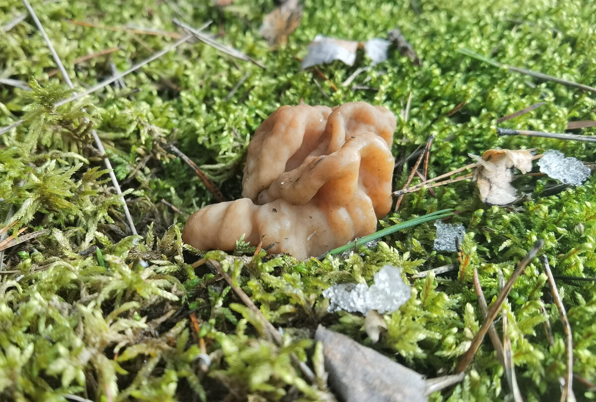 А этот побольше. Фото автора. 