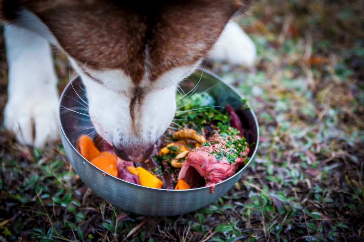 Кормление собак. Еда для собак. Натуральная еда для животных. Миска с едой для животных. Питания корм собак