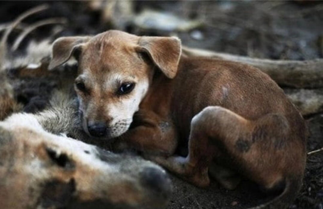 Фото из интернета