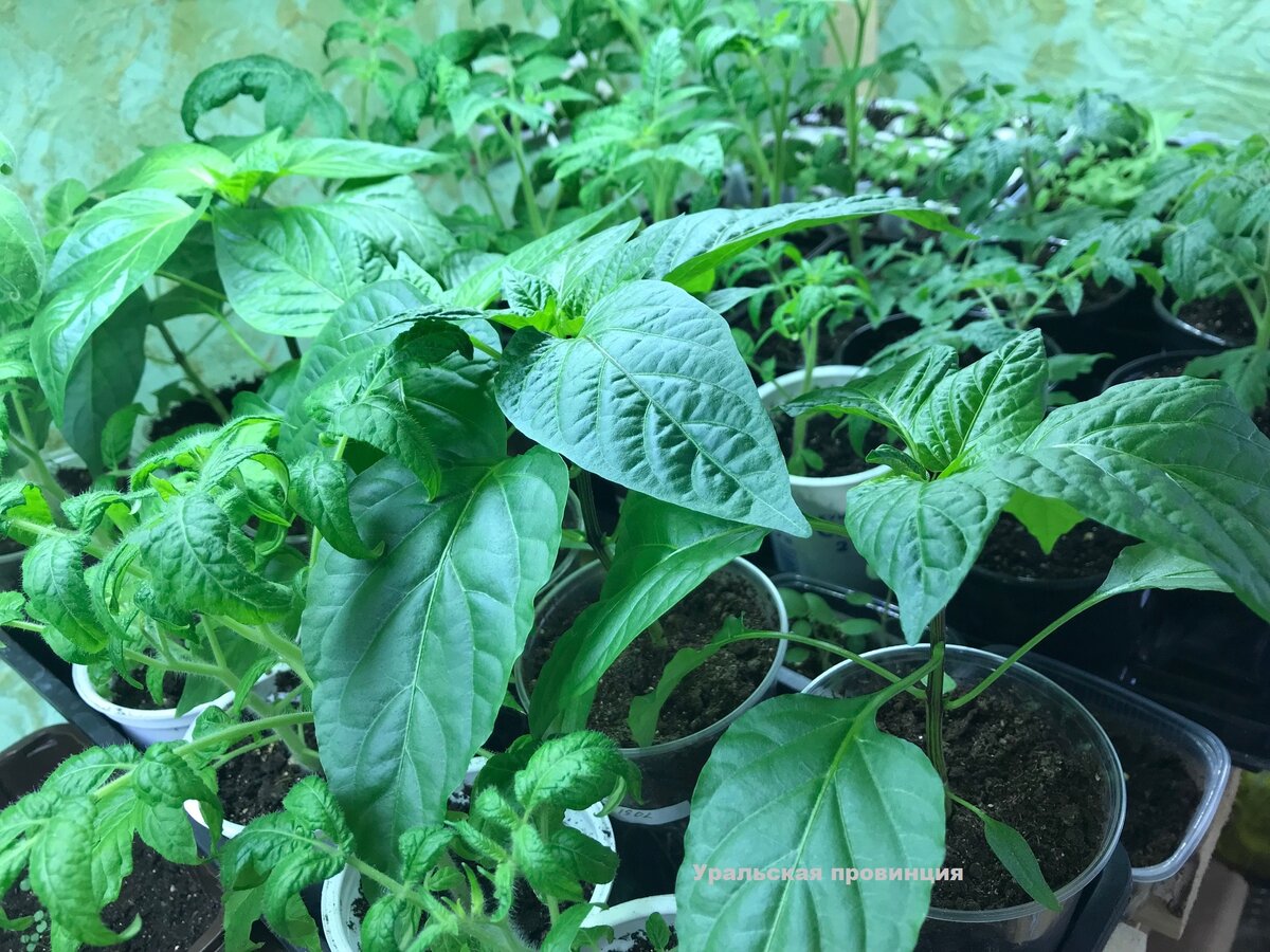 Моя рассада на сегодняшний день