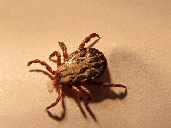 ФОТО: PXHERE.COM 