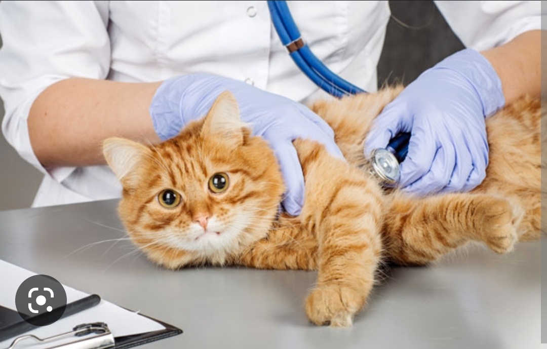 Фото из интернета 