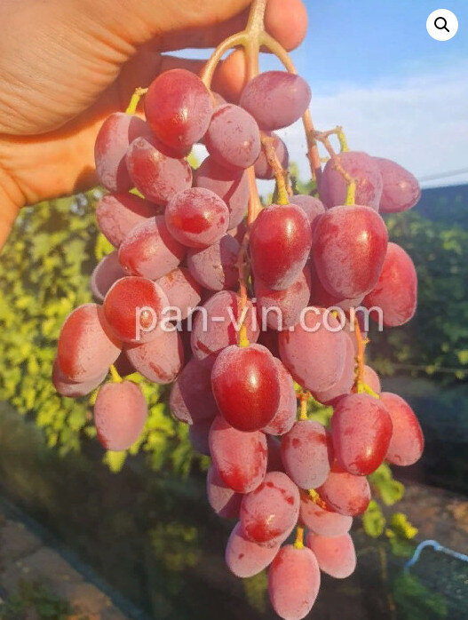 кишмиш Ленд Крузер / Land Cruiser seedless - СОЛОДКІ ГРОНА