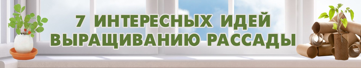 Дни становятся длиннее, солнце чаще заглядывает в окна, напоминая о том, что весна уже близко и самое время готовиться к посадке рассады.