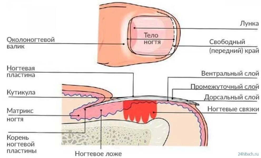 Строение ногтя на ноге большого пальца схема