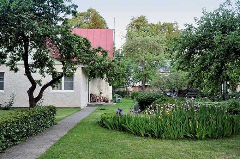 Чем обработать участок от тли без химии