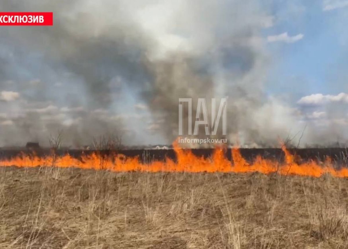 Более 20 домов в Псковском районе спасли пожарные от пала травы | АиФ-Псков  | Дзен