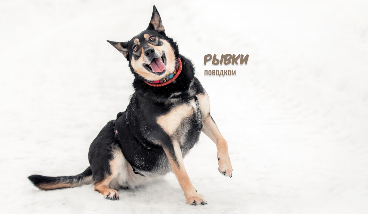 Бони, ищет дом