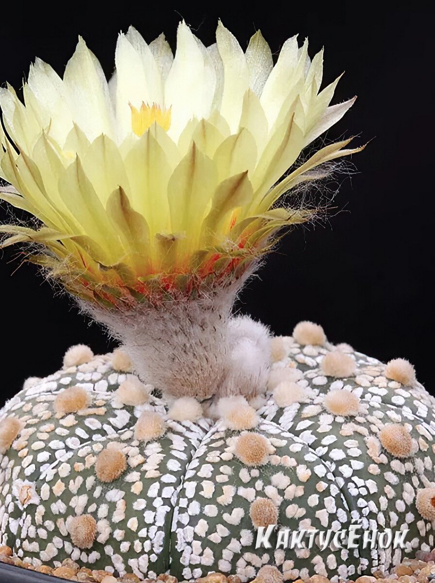  Астрофитум Кабуто (Супер Кабуто, Astrophytum Сabuto).  цена - 2950р по акции. Заказать можно на сайте Кактусёнок. РФ с доставкой по всей России. Фото из питомника Кактусёнок. РФ