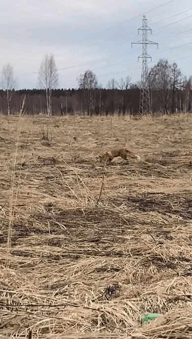 Видео Анжелы Панькив. Ярцево.Смоленская обл.