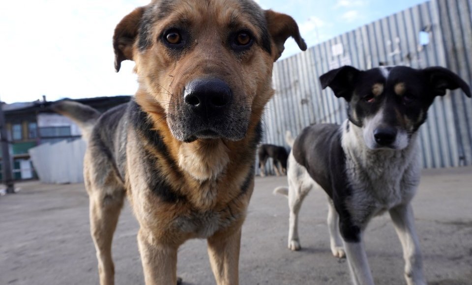    Фото: Юлия Пыхалова/hab.kp.ru