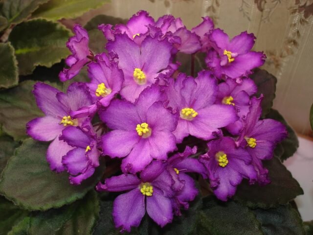 ���� ������� (Saintpaulia �Skeeter�). � �� � �������  📷
