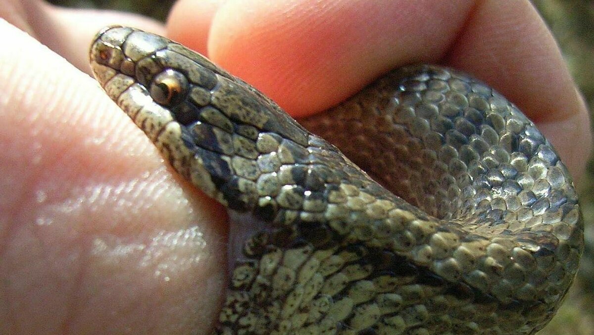 Меня укусила змея нужно срочно отсосать яд. Опасные змеи. Змеи Ростовской области.