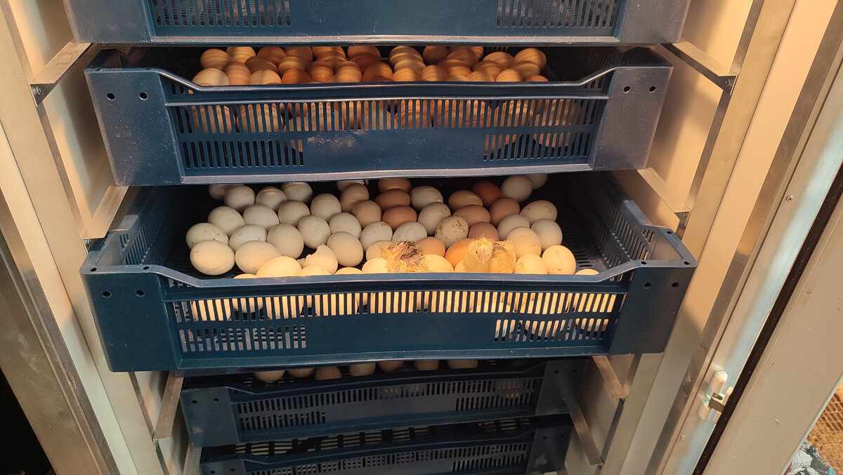 Первенцы😃