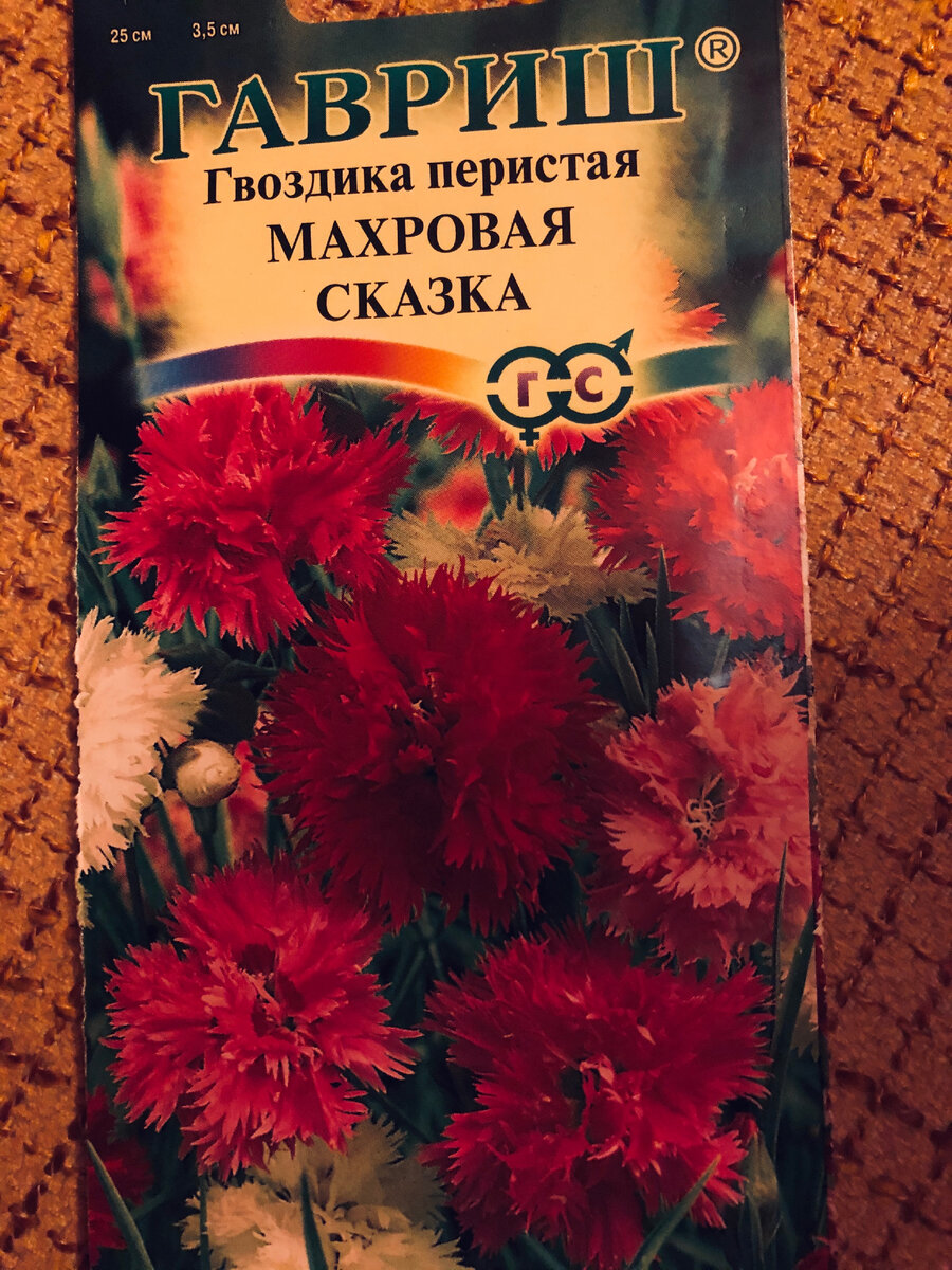 Как-то у меня не получается подружиться с садовой гвоздикой | Городские в  деревне | Дзен