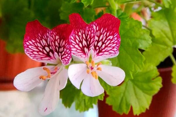 Основы селекции пеларгоний (Basics of Pelargonium Breeding)