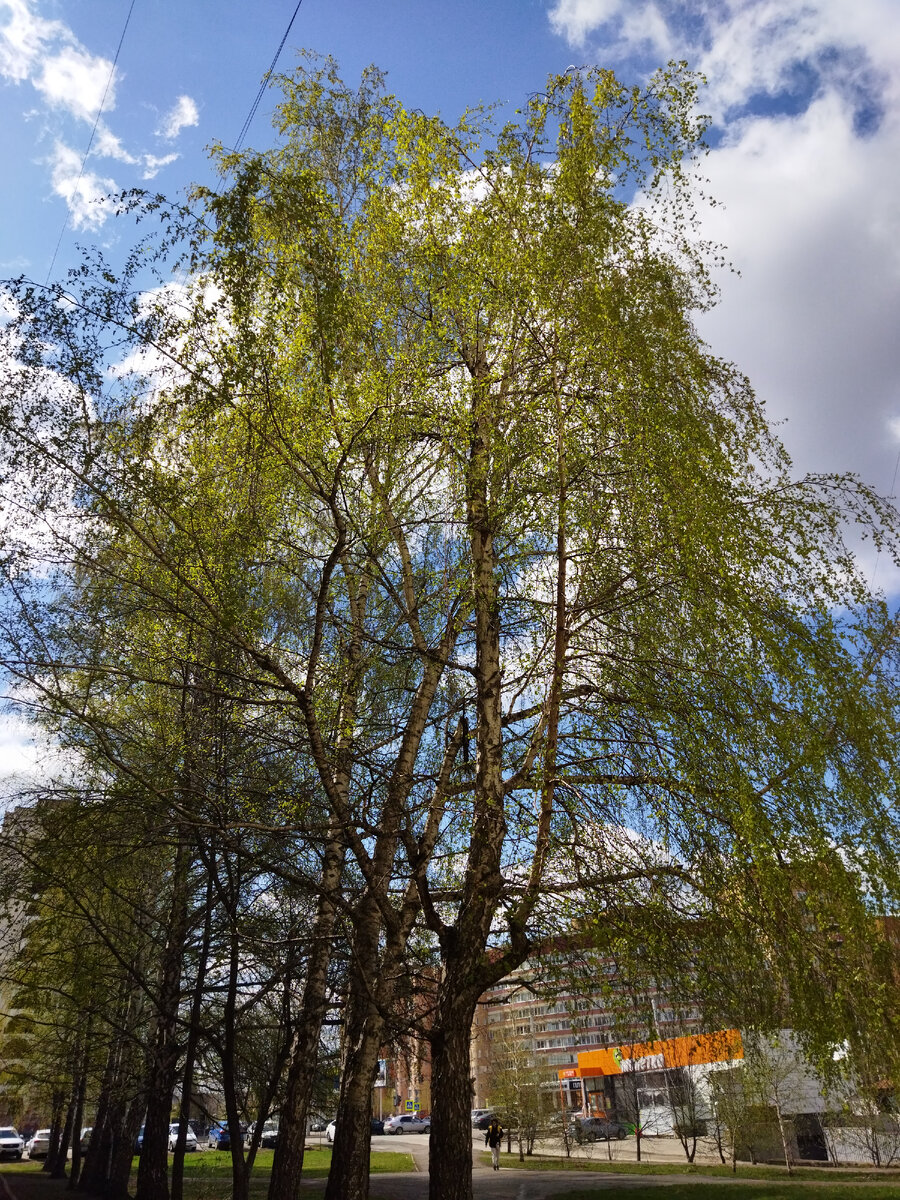 Фото автора, вчерашняя прогулка. 