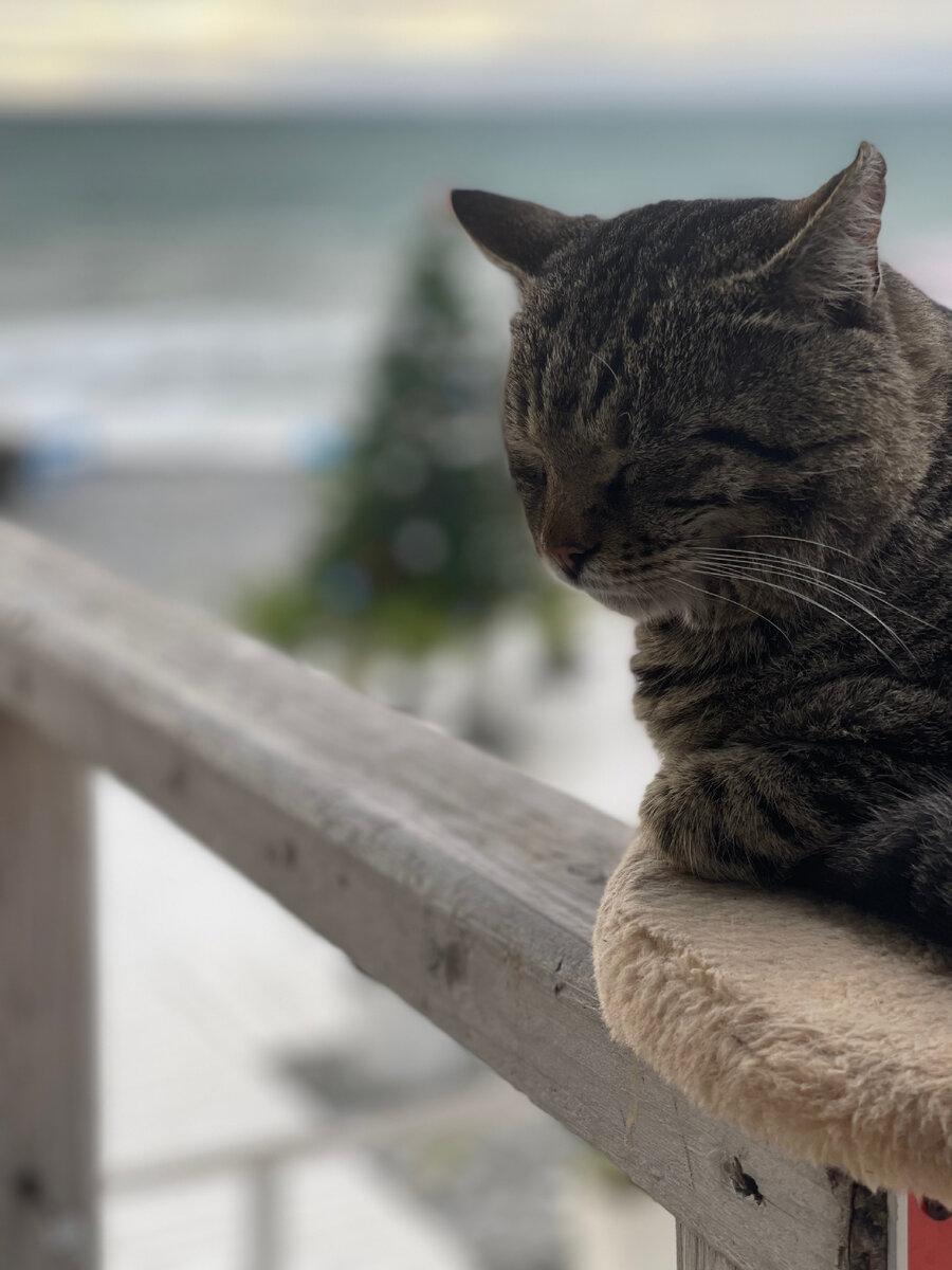 г.Сочи, декабрь 2022