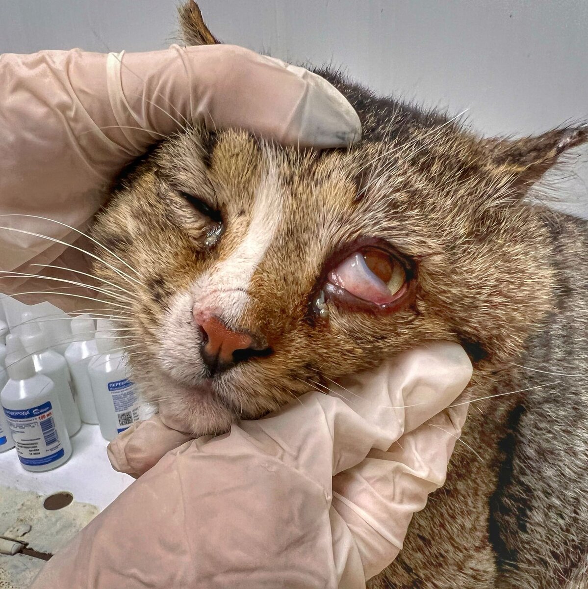 Глазки больные, в гною...