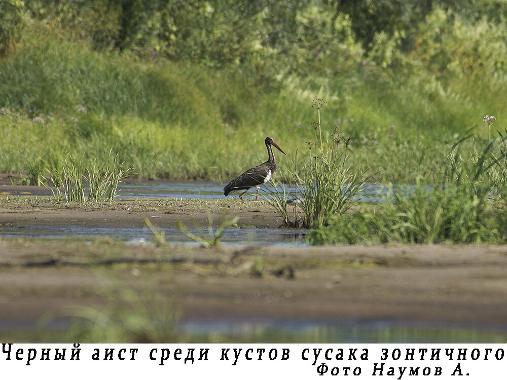 Андасайский государственный природный Зоологический заказник