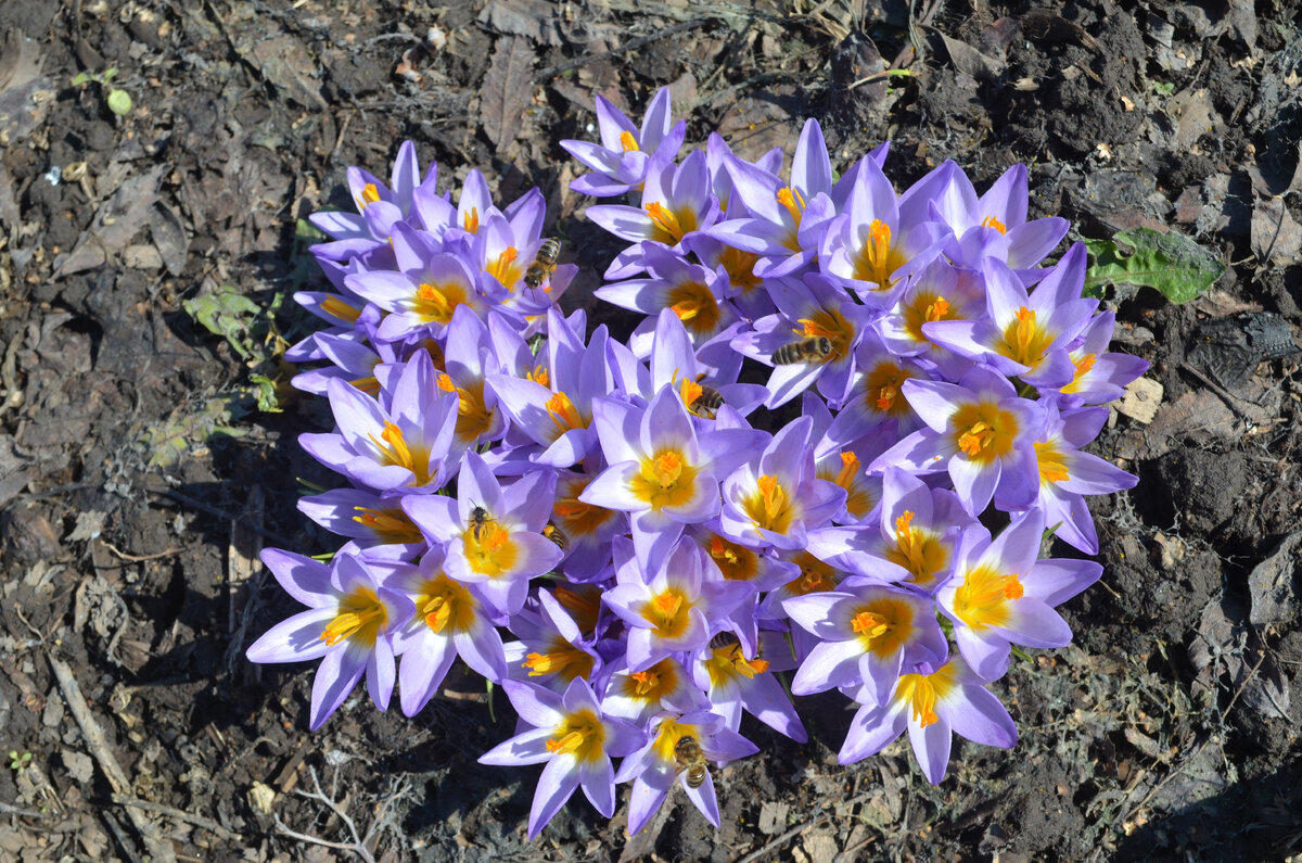 Очень много пчелок)