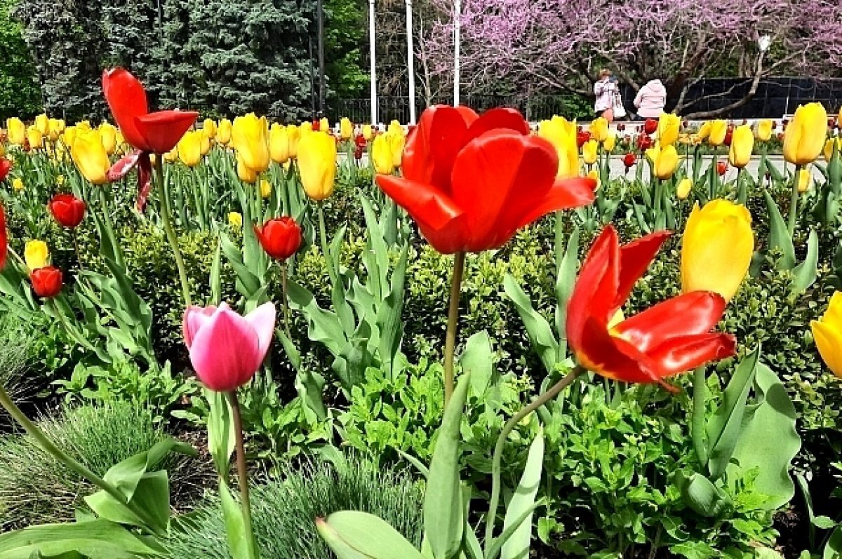    В Ростове в четверг, 27 апреля, днём дождя не будет