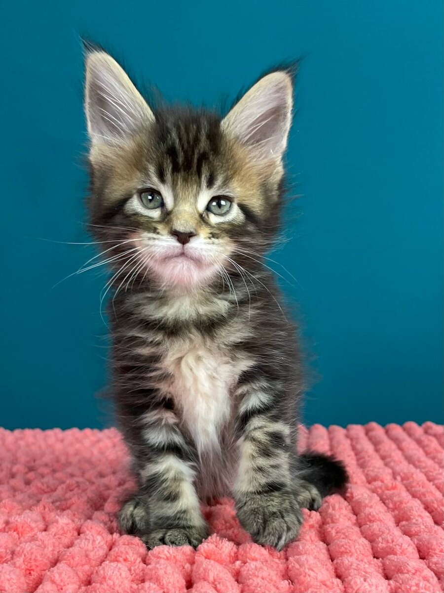 Мальчик Diamond Iron Claw