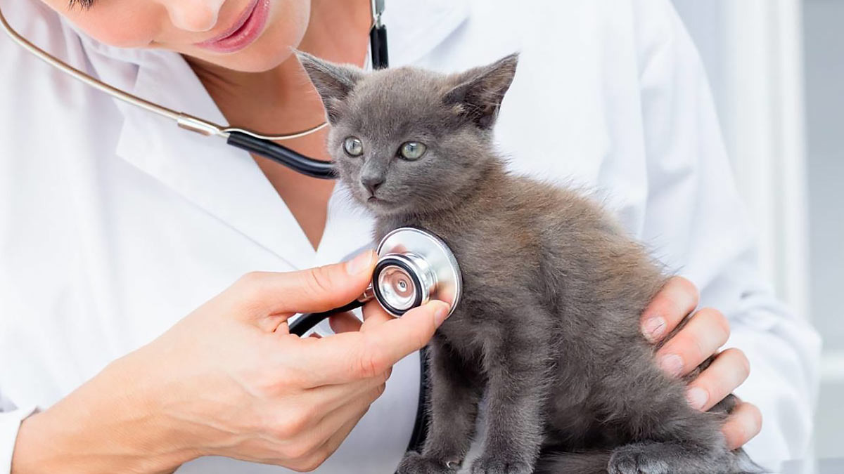    Болезни кошек: симптомы и лечение Андрей Соколов