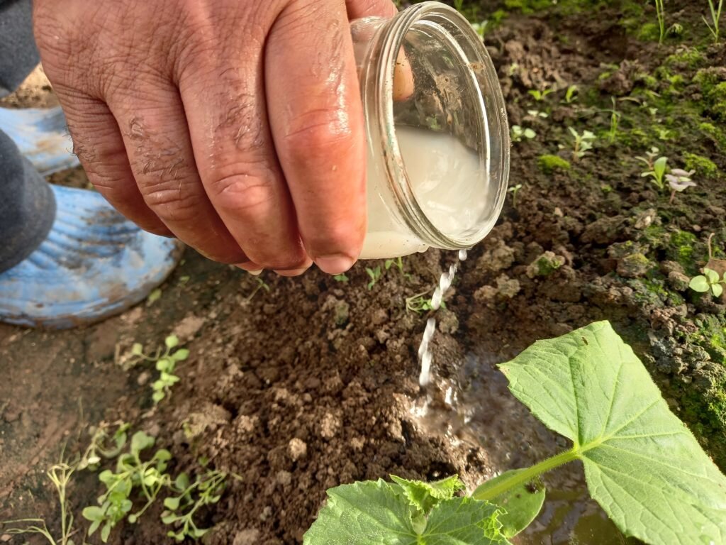 Подкормка огурцов органикой