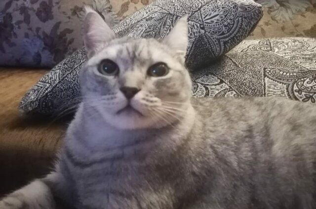    Кот Симба. Фото: Предоставлено героем публикации