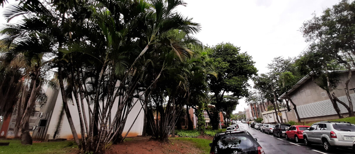 Кампинас (штат Сан-Паулу).