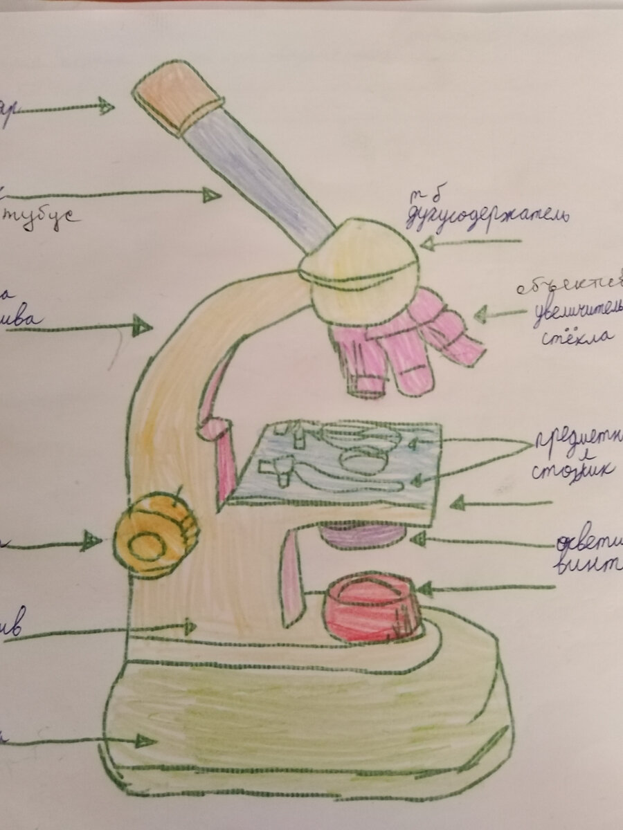 Рисунок микроскопа и слова соединяют точки и раскрашивают картинку.