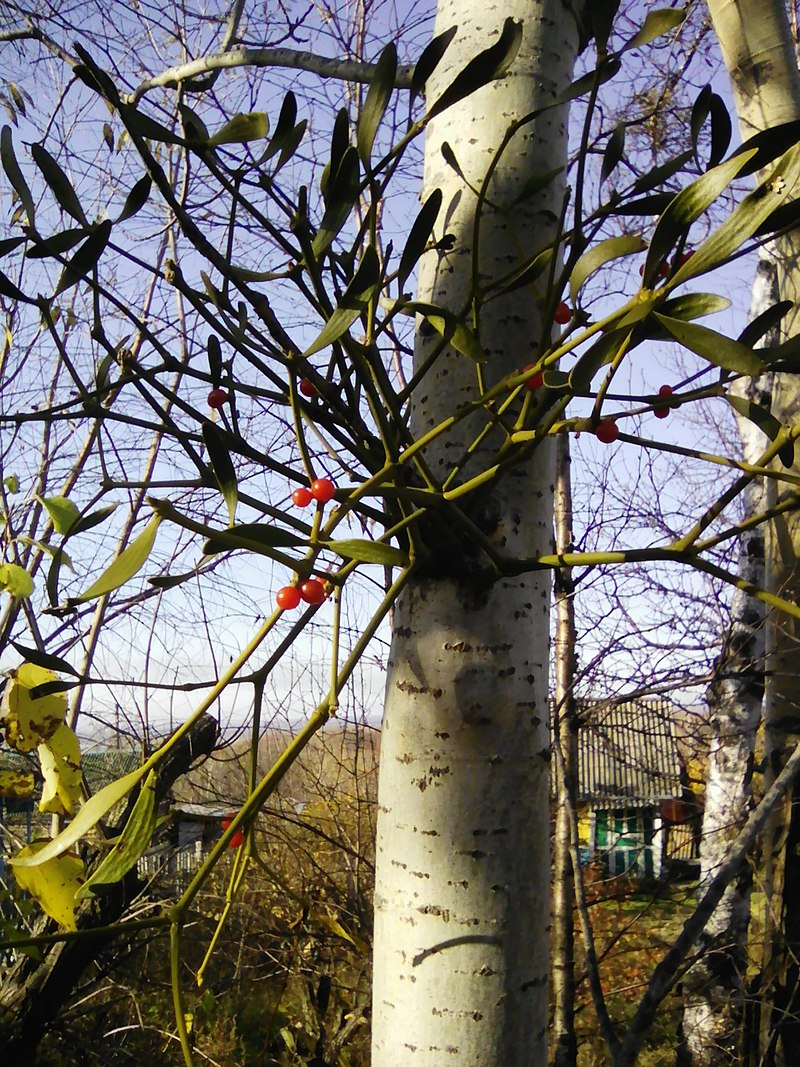 Омела окрашенная на осине; фото Ansky с фонда Викимедиа