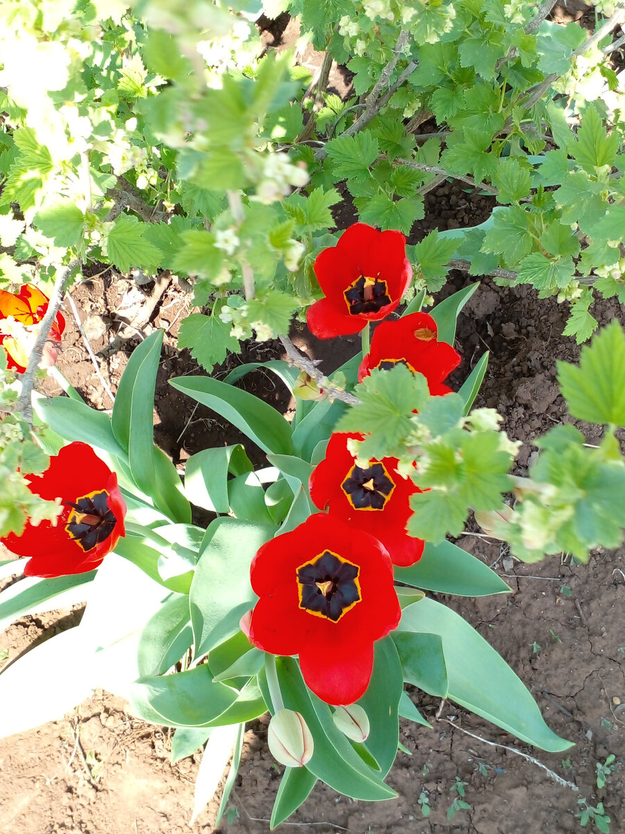 Фото автора Тюльпаны для вас мои дорогие друзья ♥️