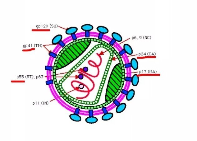 Фото с сайта https://doctorvera-kaluga.ru/dnk-virusa-epshtejna-barr-epstein-barr-virus-ebv-kolichestvenno